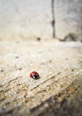 Coccinella Rossa
