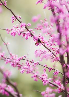 Big black bumblebee visiting pretty pink spring blossom ...