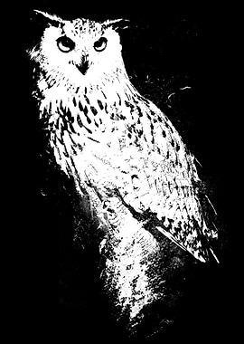 Nocturnal Wisdom: The owl is a legendary bird, fabled ...