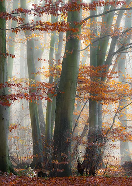 Mystic foggy forest in autumn, beeches wreathed in mist ...