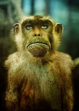 we are animals - ape