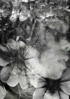 The Ides To Jupiter: Ovis Idulius