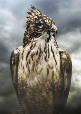 we are animals - hawk