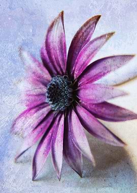 Osteospermum Delight