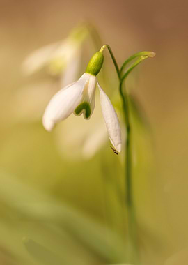 Impression with snowdrops