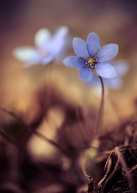 Impression With Hepatica