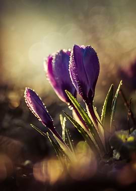 Violet crocuses