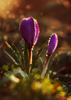Purple crocuses in the morning light