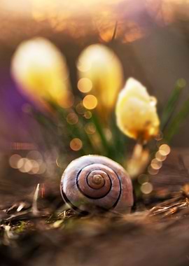 Yellow crocuses and white snail shell