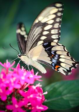 Giant Swallowtail Papilio Cresphontes