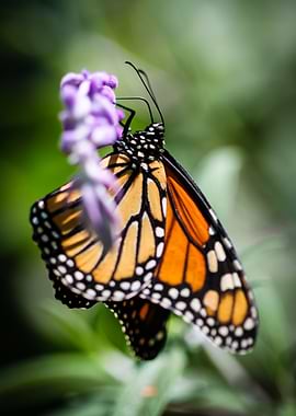 Monarch Danaus Plexippus