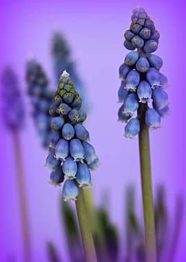 Beautiful Blue The very beautiful and delicate Muscari ...