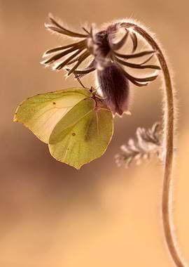Spring impression with yellow butterfly