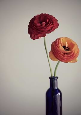 Two ranunculus