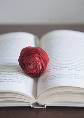 Ranunculus on open book