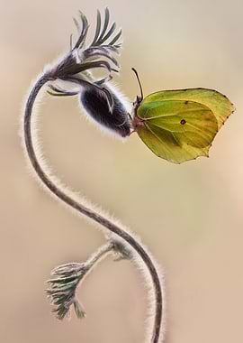 Spring impression with butterfly