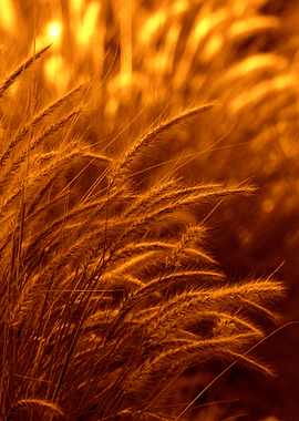 The Daylight Fades Golden grass absorbing the last of t ...