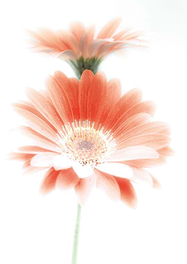 Minimalistic Gerberas