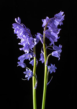 Bluebells from the Bluebell wood I created