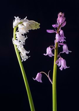 Whitebells, Pinkbells? In the midst of my normal bluebe ...
