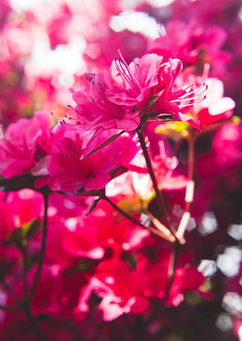 Red Azaleas in Spring