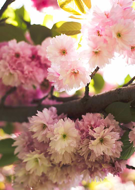Sakura Flowers in the Sun