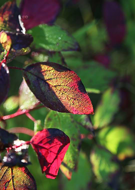 Dewy Colorful Autumn Leaf