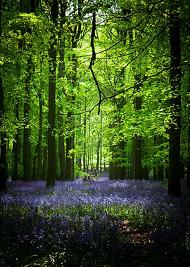 Bluebell Wood