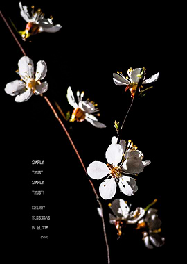 Japenese Apricot Blossoms