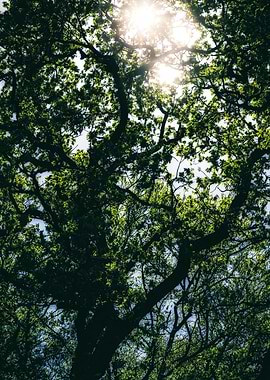 sunshine through the trees