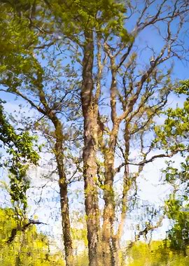 reflection of a tree in a pond