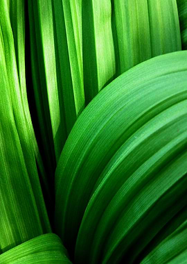 Green abstract