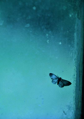 Blue moth on the window. Guatemala City, Guatemala. ©20 ...