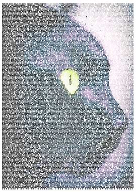 The Black Cat. The complete story by Edgar Allan Poe.