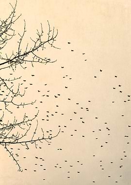 Starlings and Sky ii