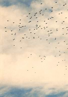 Starlings and Sky iv