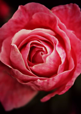 Layers of Gorgeous Romantic macro photography of a pink ...