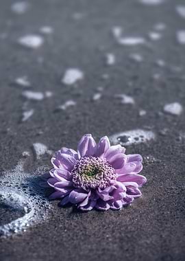 pink flower in the water