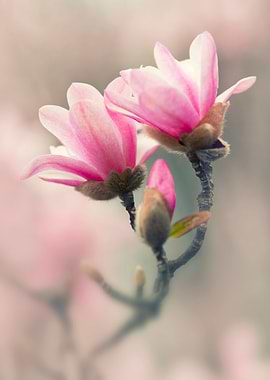 Pink Magnolias