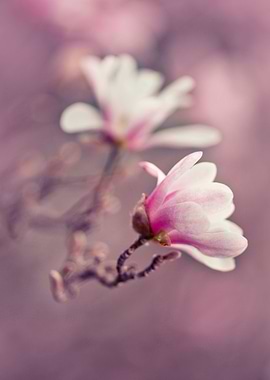 Impression with magnolias