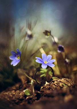 Close up blooming Hepatica