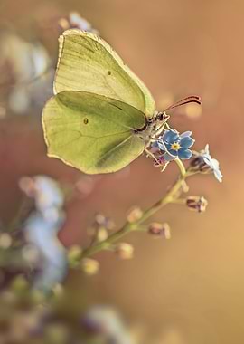 Yellow butterfly sitting on a blue flower