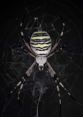 Golden Banded Garden Spider