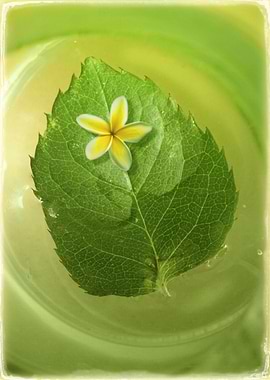 Leaf and Tiny Flower