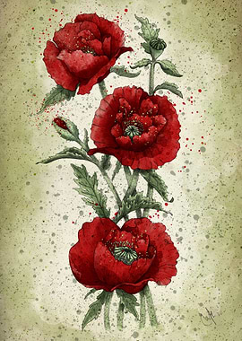 Red poppies
