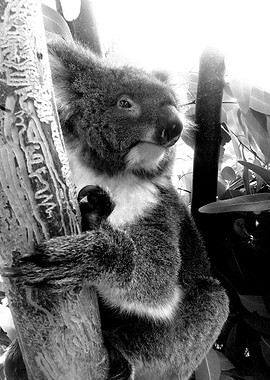 Koala