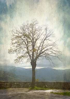 Bare Tree overlooking the Apennines