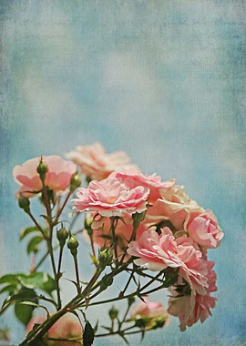 Pastel Pink and Blue Antique Roses with French Script