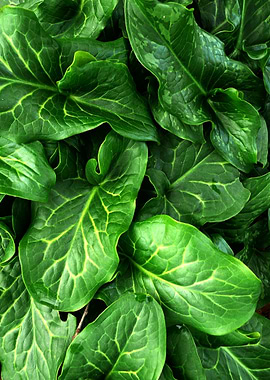 Poisonous but Beautiful [Arum Italicum]