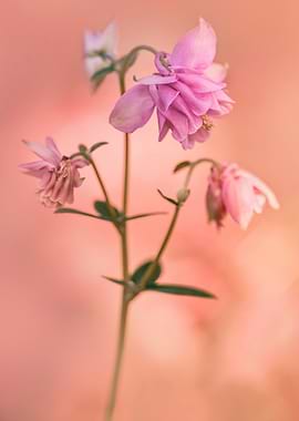 Pink columbine flowers